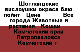 Шотландские вислоушки окраса блю пойнт › Цена ­ 4 000 - Все города Животные и растения » Кошки   . Камчатский край,Петропавловск-Камчатский г.